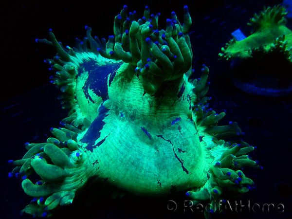 WYSIWYG Catalaphyllia jardinei Blue Tips Frag 6 (Skeleton 6.5 cm/open 11 cm)