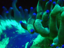 WYSIWYG Catalaphyllia jardinei Blue Tips Frag 6 (Skeleton 6.5 cm/open 11 cm)