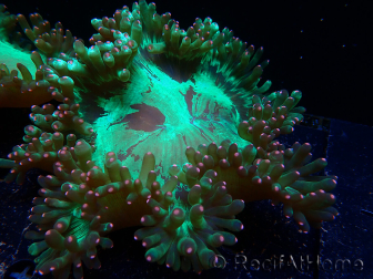 WYSIWYG Catalaphyllia jardinei Frag 13(Skeleton 5 cm/open 15 cm)