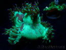 WYSIWYG Catalaphyllia jardinei Blue Tips Frag 6 (Skeleton 6.5 cm/open 11 cm)