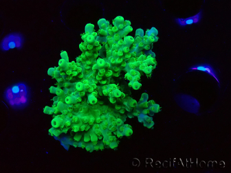 WYSIWYG RAH Acropora Hematoma 5I1