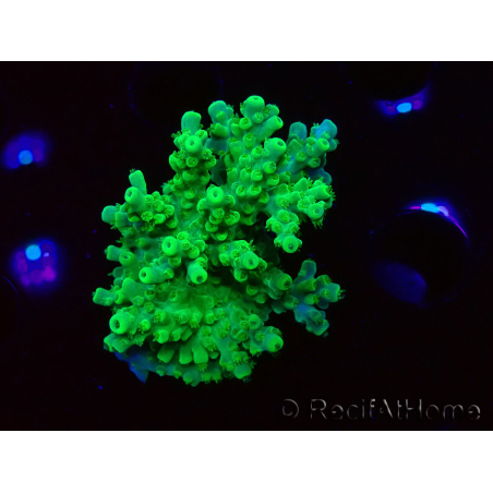 WYSIWYG RAH Acropora Hematoma 5I1