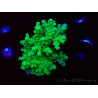 WYSIWYG RAH Acropora Hematoma 5I1