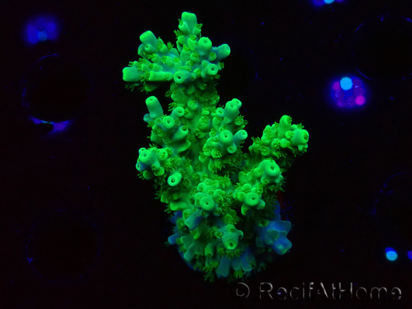 WYSIWYG RAH Acropora Hematoma