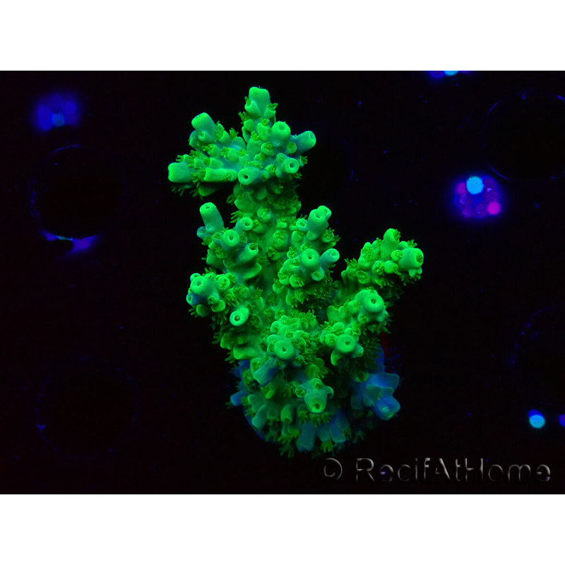 WYSIWYG RAH Acropora Hematoma 5I2