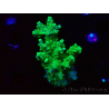 WYSIWYG RAH Acropora Hematoma 5I2