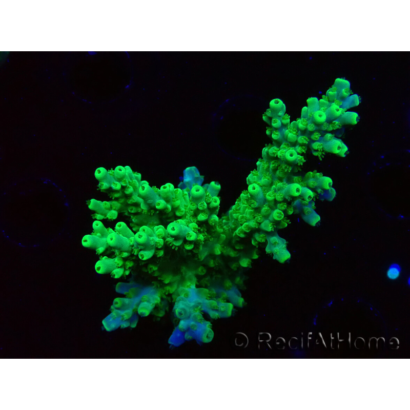 WYSIWYG RAH Acropora Hematoma 5I3