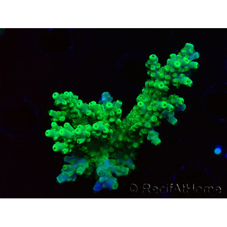 WYSIWYG RAH Acropora Hematoma 5I3