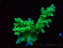 WYSIWYG RAH Acropora Hematoma