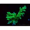 WYSIWYG RAH Acropora Hematoma 5I3