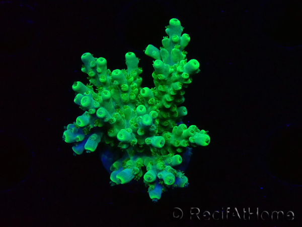 WYSIWYG RAH Acropora Hämatom