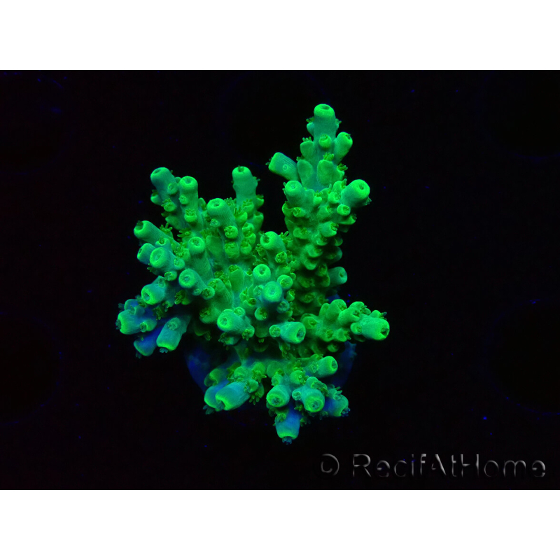 WYSIWYG RAH Acropora Hematoma 5I4