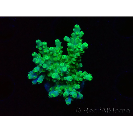 WYSIWYG RAH Acropora Hematoma 5I4