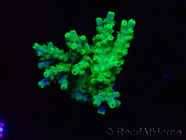 WYSIWYG RAH Acropora Hematoma 5I5