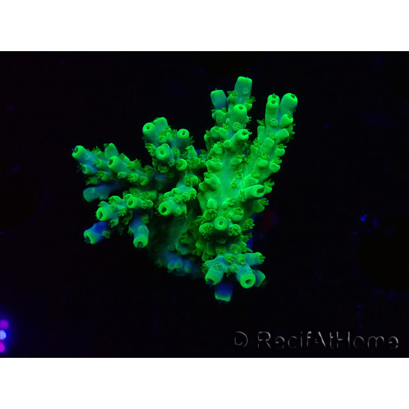 WYSIWYG RAH Acropora Hematoma 5I5