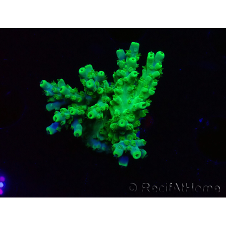 WYSIWYG RAH Acropora Hematoma 5I5