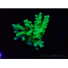 WYSIWYG RAH Acropora Hematoma 5I5