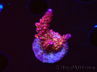WYSIWYG - Acropora PC Rainbow 5I6