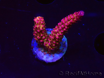 WYSIWYG - Acropora PC Rainbow