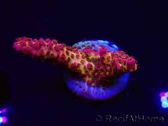 WYSIWYG - Acropora PC Rainbow