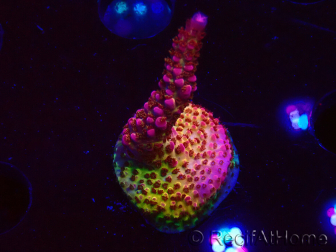 WYSIWYG - Acropora PC Rainbow