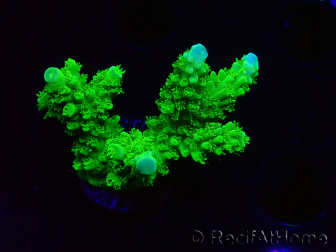 WYSIWYG Acropora yongei Geen Slimer 5J6