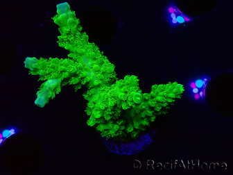 WYSIWYG Acropora yongei Geen Slimer 5J7
