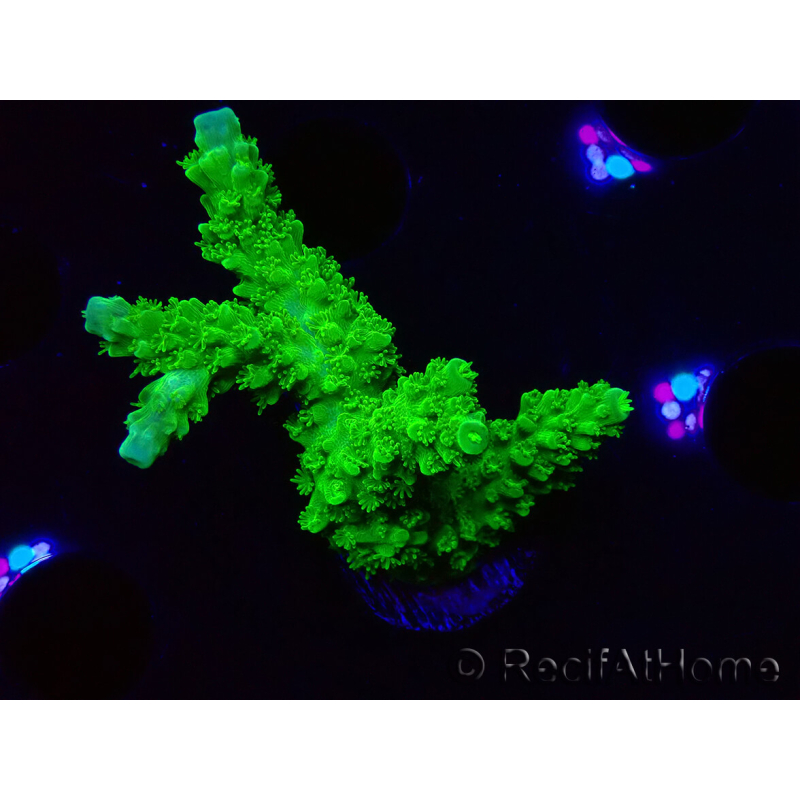 WYSIWYG Acropora yongei Geen Slimer