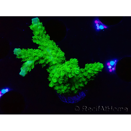 WYSIWYG Acropora yongei Geen Slimer 5J7