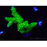 WYSIWYG Acropora yongei Geen Slimer