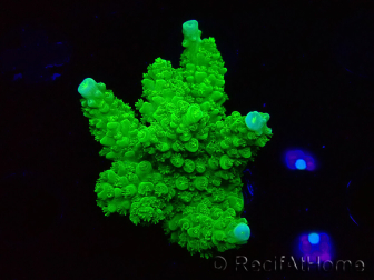 WYSIWYG Acropora yongei Geen Slimer
