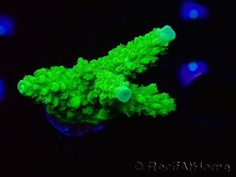 WYSIWYG Acropora yongei Geen Slimer