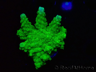 WYSIWYG Acropora yongei Geen Slimer