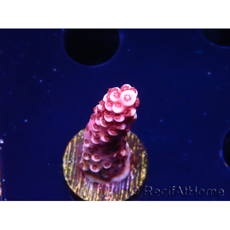 WYSIWYG MH Acropora Red Robin 5A6