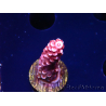 WYSIWYG MH Acropora Red Robin