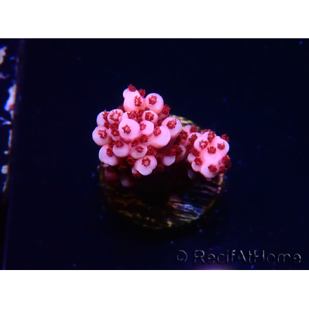 WYSIWYG MH Acropora Red Robin