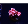 WYSIWYG MH Acropora Red Robin 5A7