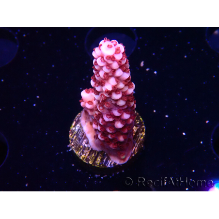 WYSIWYG MH Acropora Red Robin