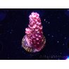 WYSIWYG MH Acropora Red Robin