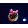 WYSIWYG RAH Acropora hyacinthus Pink Planet 5B7