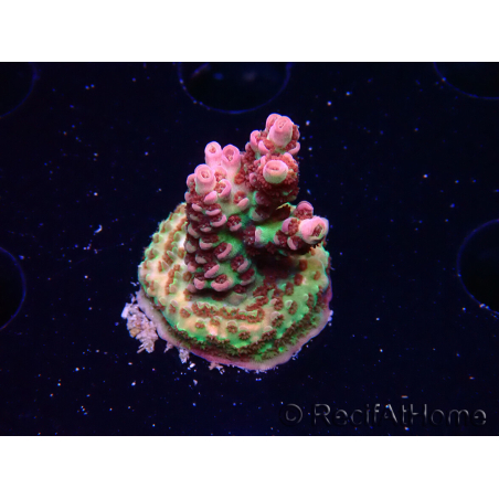 WYSIWYG RAH Acropora hyacinthus Pink Planet