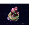 WYSIWYG RAH Acropora hyacinthus Pink Planet