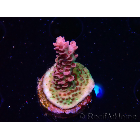 WYSIWYG RAH Acropora hyacinthus Pink Planet