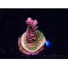 WYSIWYG RAH Acropora hyacinthus Pink Planet