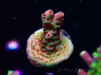 WYSIWYG RAH Acropora hyacinthus Pink Planet