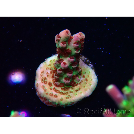 WYSIWYG RAH Acropora hyacinthus Pink Planet 5B10