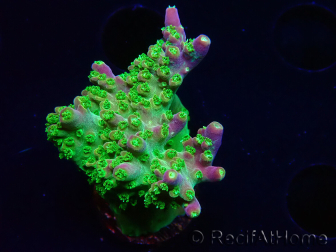 WYSIWYG MH Acropora natalensis