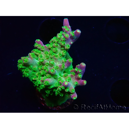 WYSIWYG MH Acropora natalensis