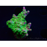 WYSIWYG MHAcropora natalensis 5C3