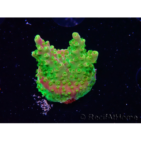 WYSIWYG MH Acropora natalensis